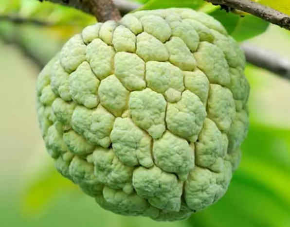 custard-apple-benefits-8